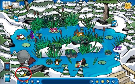 forest_tojas.jpg